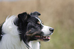 Border Collie Profile