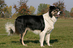 standing Border Collie