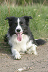 lying border collie