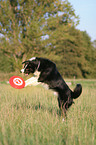 playing border collie