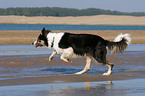 running Border Collie