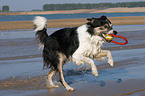 playing Border Collie