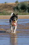 playing Border Collie