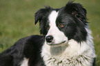 Border Collie Portrait