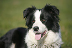 Border Collie Portrait