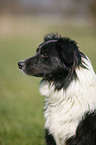 Border Collie Portrait