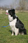 sitting Border Collie