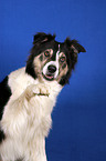 Border Collie giving paw