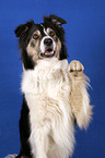 Border Collie giving paw