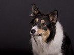 Border Collie Portrait