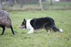 herding Border Collie