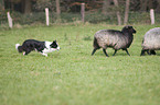 herding Border Collie