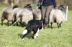 herding Border Collie