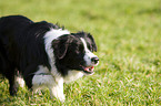 herding Border Collie