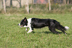 herding Border Collie