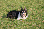 herding Border Collie