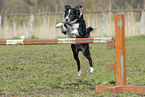 jumping Border Collie Portrait