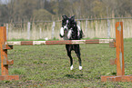 jumping Border Collie Portrait