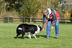 playing with Border Collie