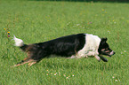 running Border Collie