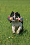 playing Border Collie