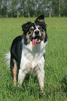 Border Collie in the meadow