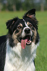 Border Collie Portrait