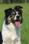 Border Collie Portrait