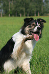 Border Collie giving paw