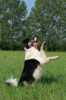 Border Collie sit up and beg