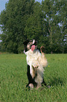 Border Collie sit up and beg