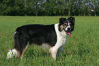 Border Collie in the meadow