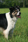 Border Collie in the meadow