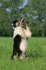 Border Collie sit up and beg