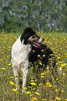 Border Collie in flower field