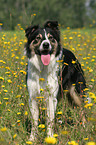 Border Collie in flower field