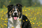 Border Collie Portrait