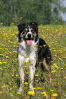 Border Collie in flower field