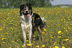 Border Collie in flower field