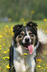 Border Collie Portrait