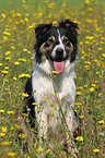 sitting Border Collie in a flower field