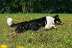 running Border Collie in a flower field