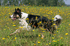 running Border Collie in a flower field