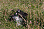 Border Collie on meadow