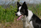 Border Collie Portrait