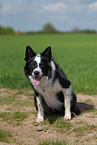 sitting Border Collie