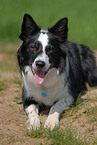 lying Border Collie