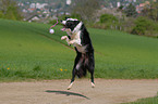 jumping Border Collie