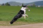 jumping Border Collie