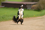 jumping Border Collie